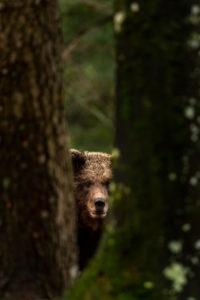 Junger wilder Braunbär versteckt sich zwischen zwei Bäumen im Wald. Junger wilder Braunbär versteckt sich zwischen zwei Bäumen im Wald.